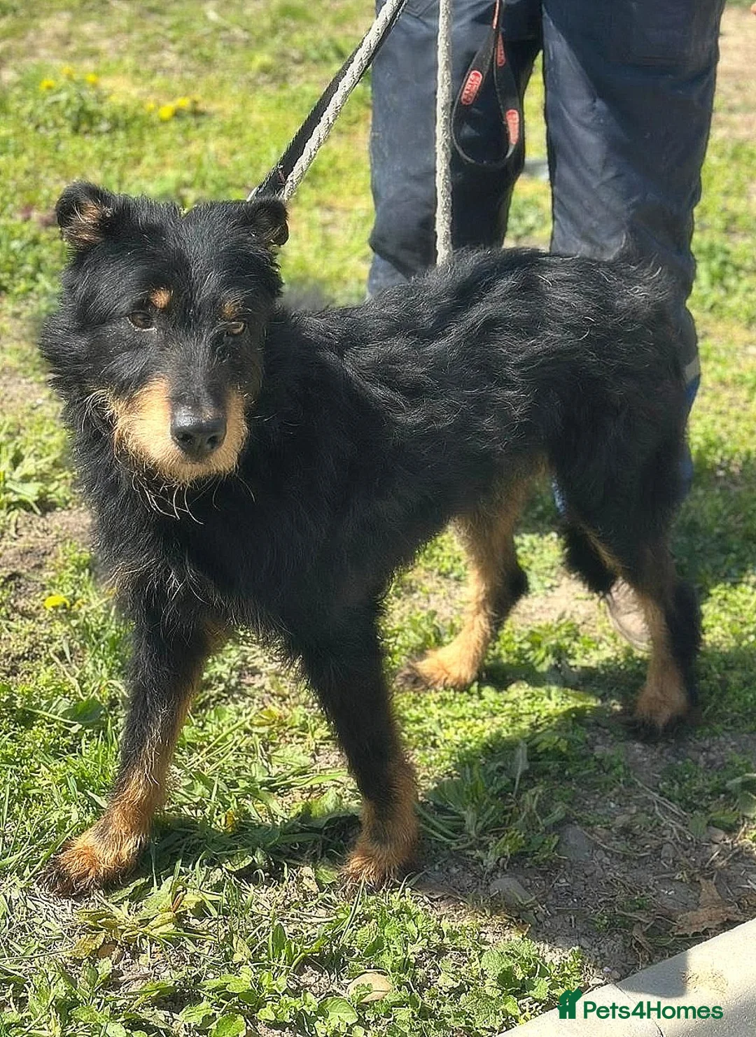 Mixed Breed dogs for adoption: 🐾 Finley – Smart Scruffy Boy Ready to Belong ❤️ - Advert 1