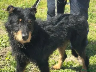 Mixed Breed dogs 🐾 Finley – Smart Scruffy Boy Ready to Belong ❤️ - Advert 2