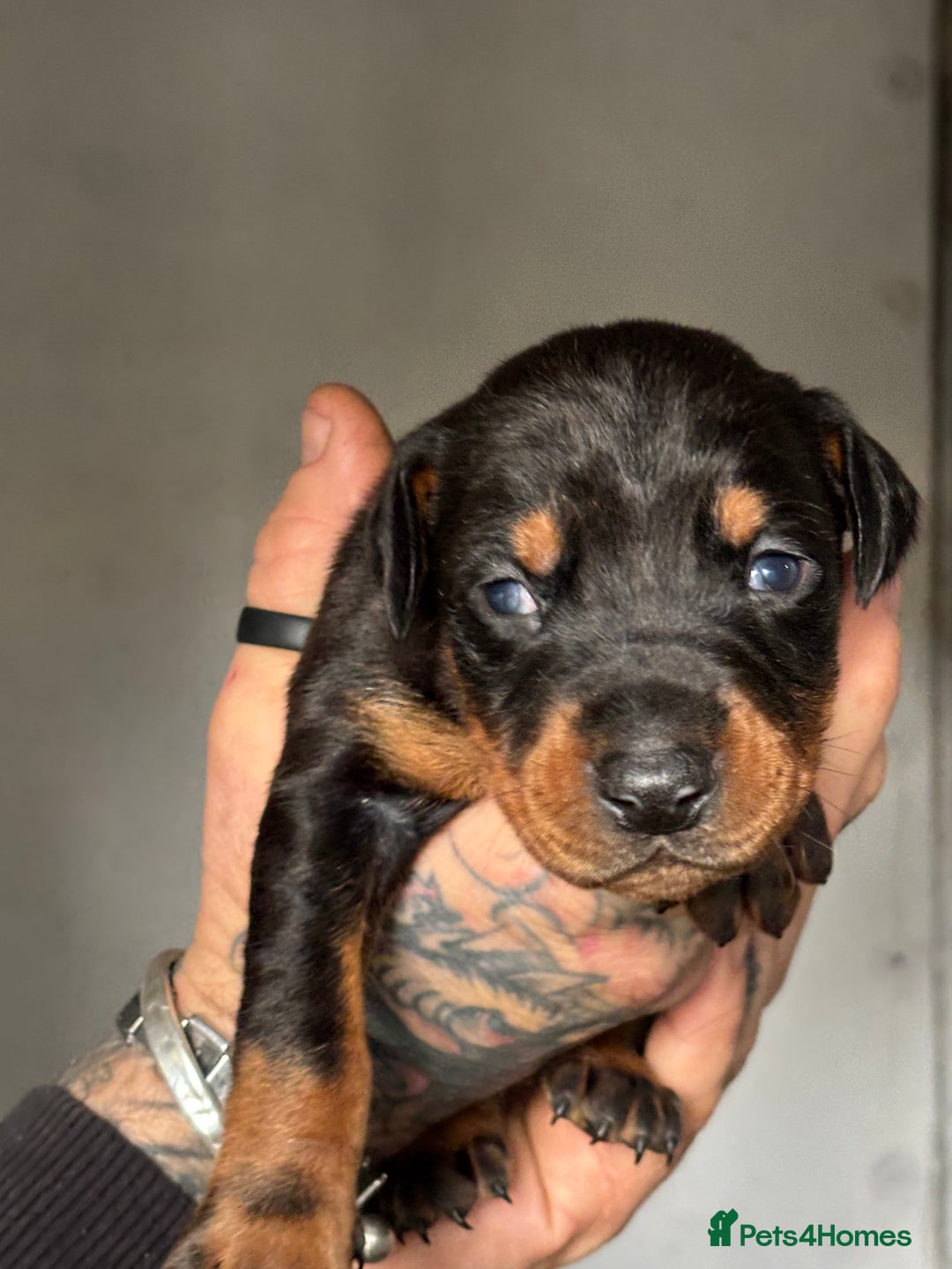 Dobermann dogs for sale: Stunning KC Dobermans champion bloodlines  - Advert 16