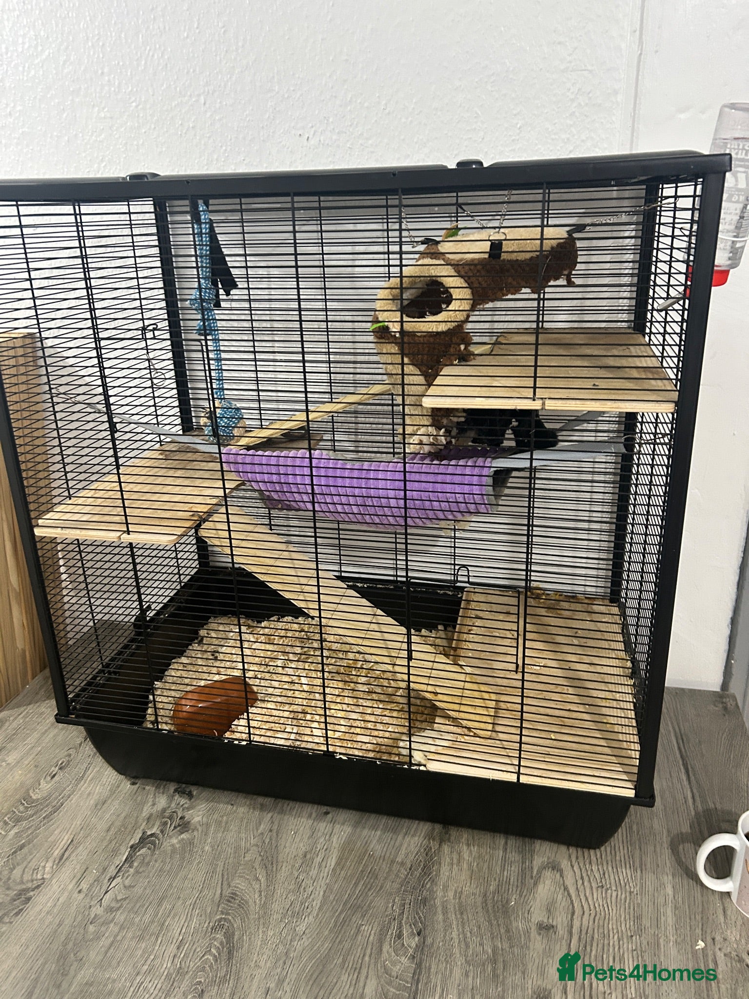 Rat rodents Fancy rat - Advert 1