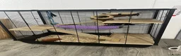 Rat rodents for sale: Fancy rat - Advert 1