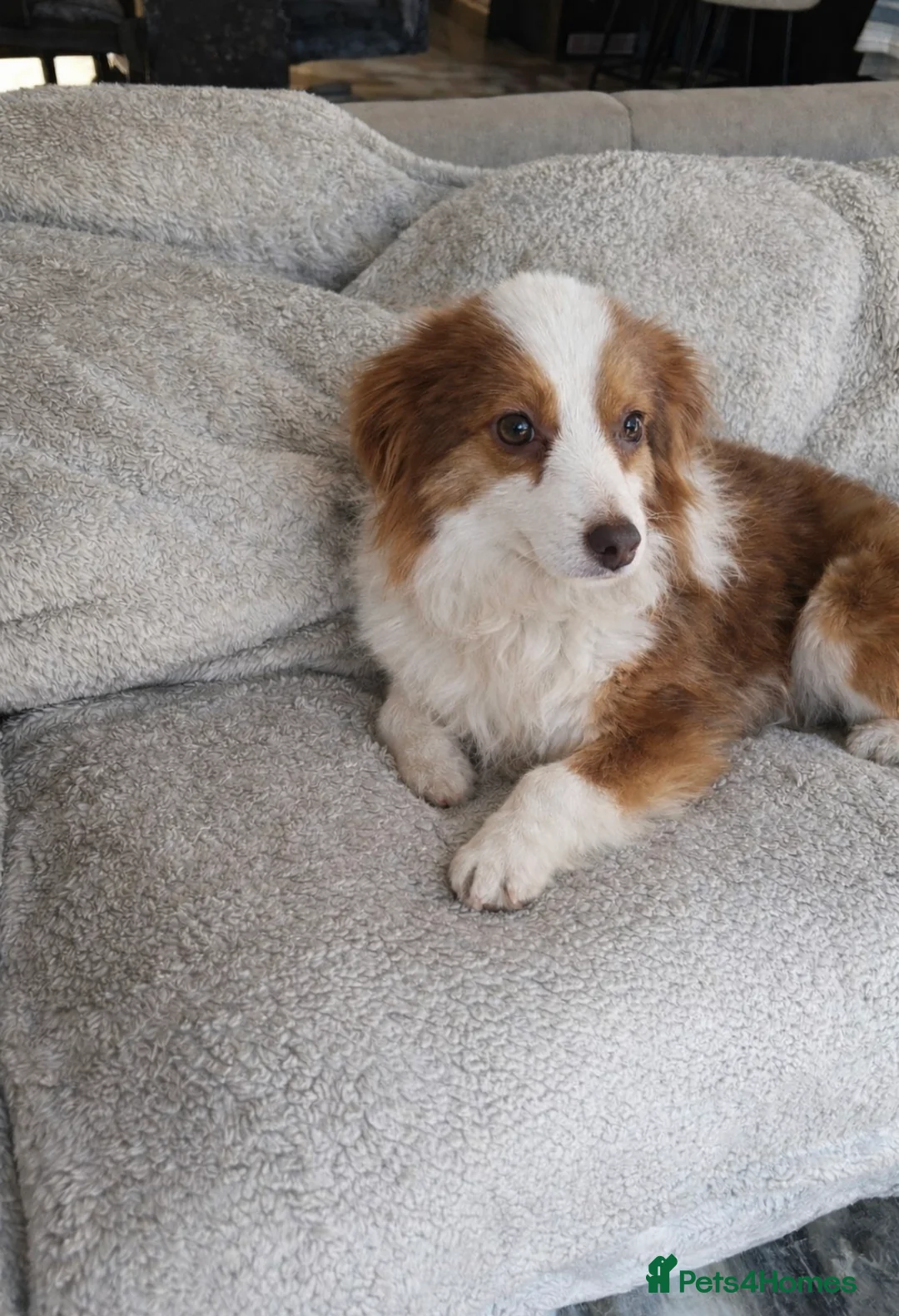 Australian Shepherd dogs for sale: Rehoming my Little Dog - Advert 1