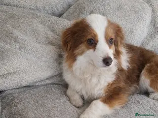 Australian Shepherd dogs Rehoming my Little Dog - Advert 3