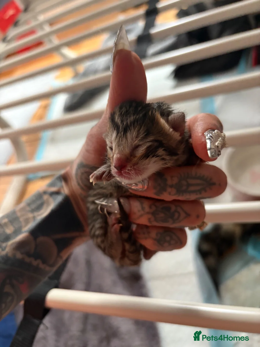 Mixed Breed cats for sale: Mixed litter of tabby cross kittens  in Bristol - Advert 10