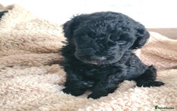 Labradoodle dogs for sale: Rare Roan Ebony Tiny/Mini Labradoodlese Puppies  - Image 32