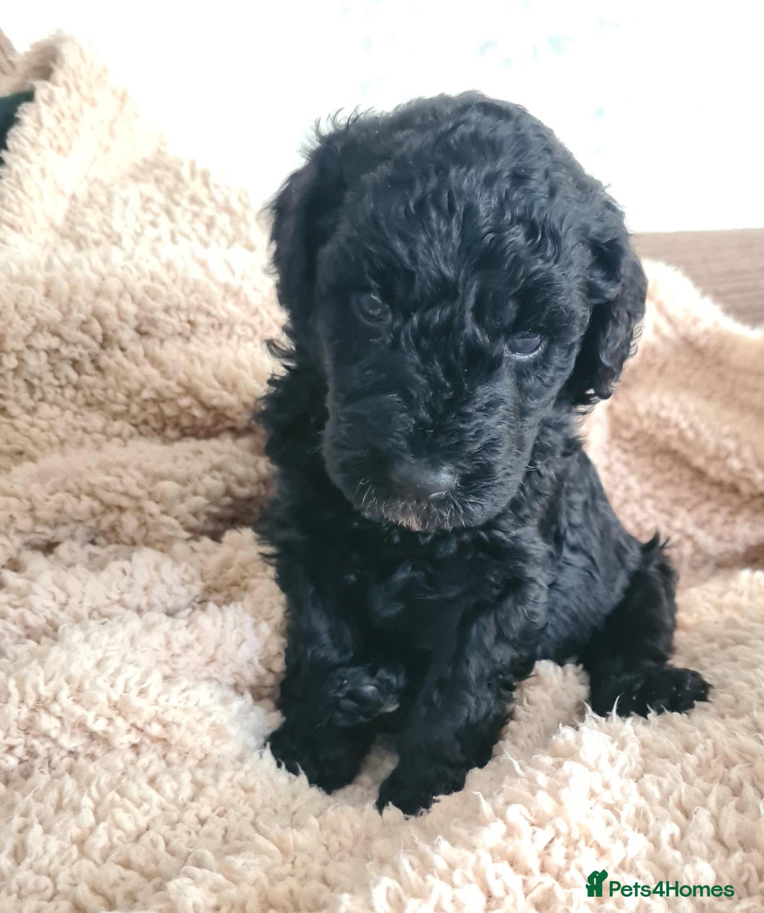 Labradoodle dogs for sale: Rare Roan Ebony Tiny/Mini Labradoodlese Puppies  - Image 32