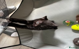 Domestic Shorthair cats for sale: SALE! Three beautiful black kittens  - Image 14