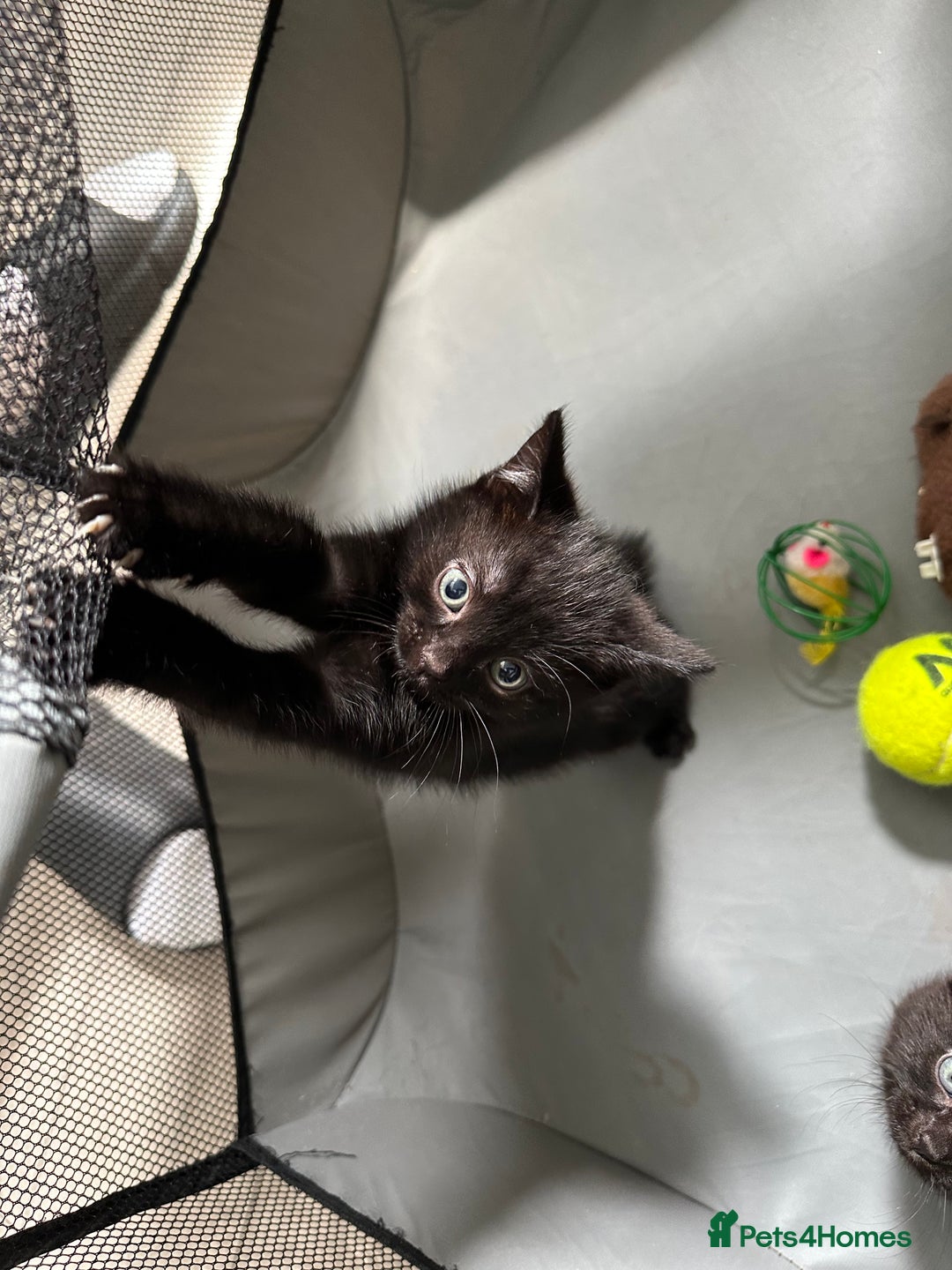Domestic Shorthair cats for sale: SALE! Three beautiful black kittens  - Image 14