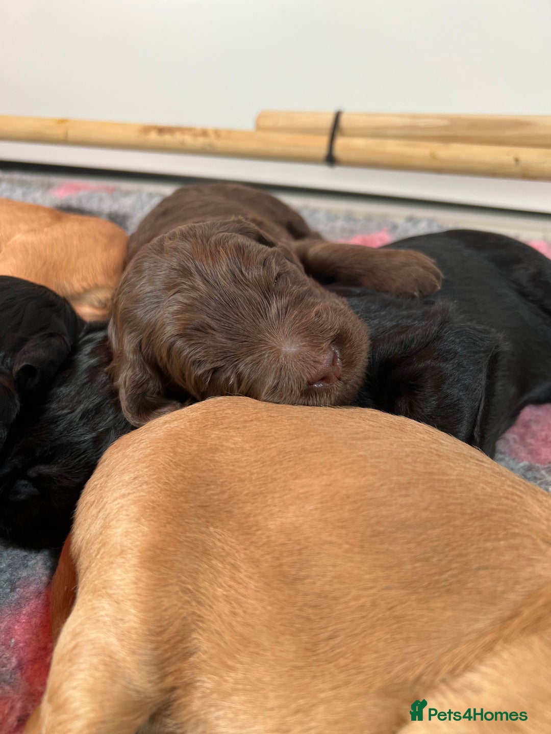 Labradoodle dogs for sale: 6 very cute Labradoodle puppies  - Image 7