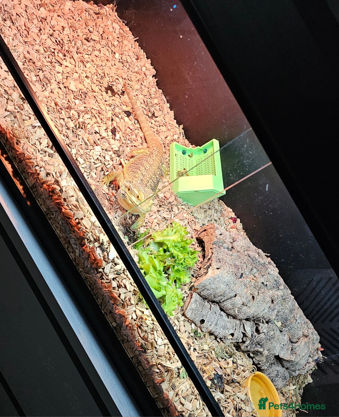 Dragon reptiles for sale: Dragon  - Image 3