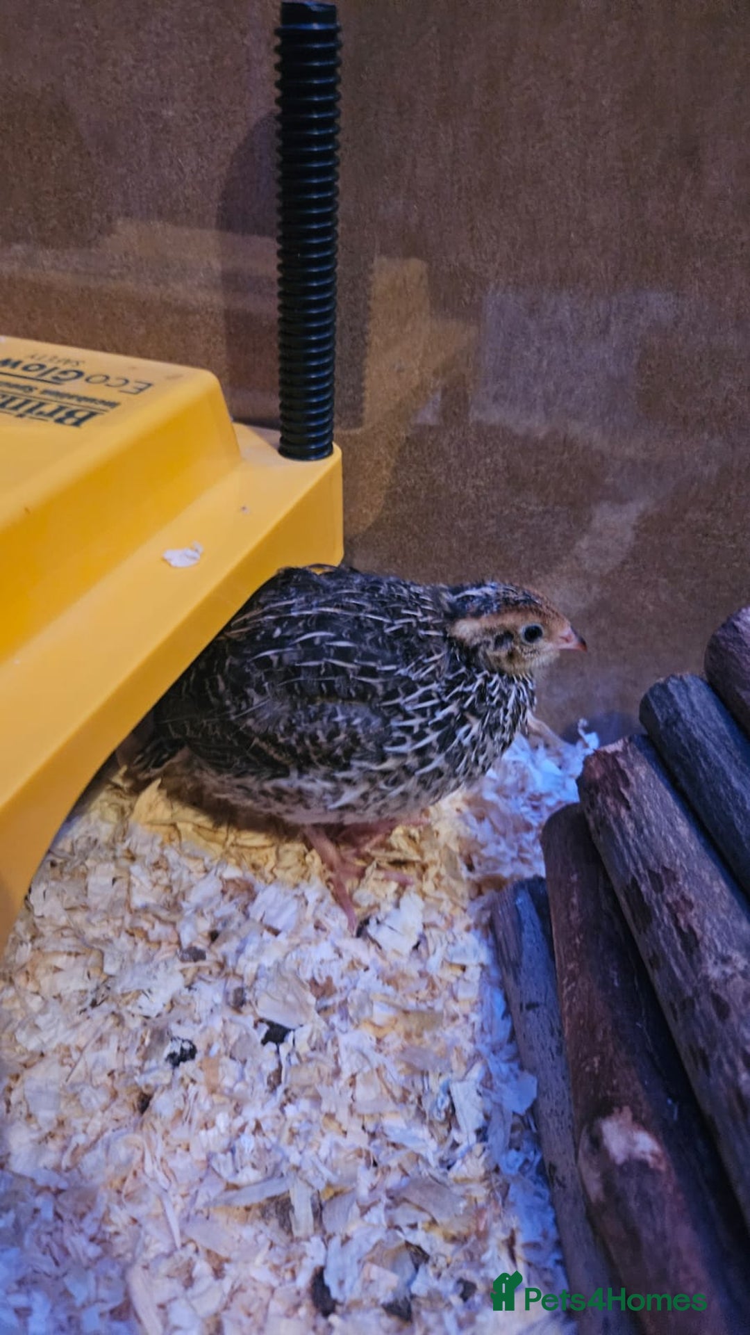 Quail poultry for sale: Beautiful coturnix quail chicks - Advert 4