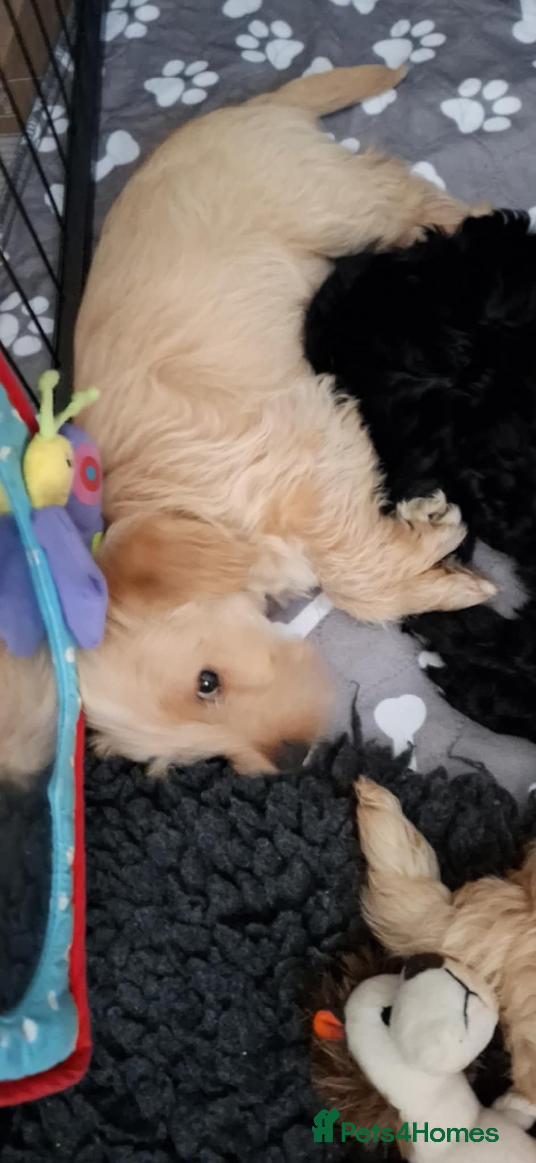 Mixed Breed dogs for sale: Poodle Cross Puppies (x2 female left) - Advert 7