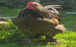 Chickens poultry for sale: 1 year old pure bred Brahma cockerel - Image 1