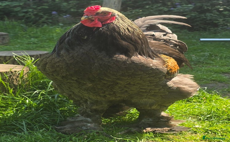 Chickens poultry - Advert 2