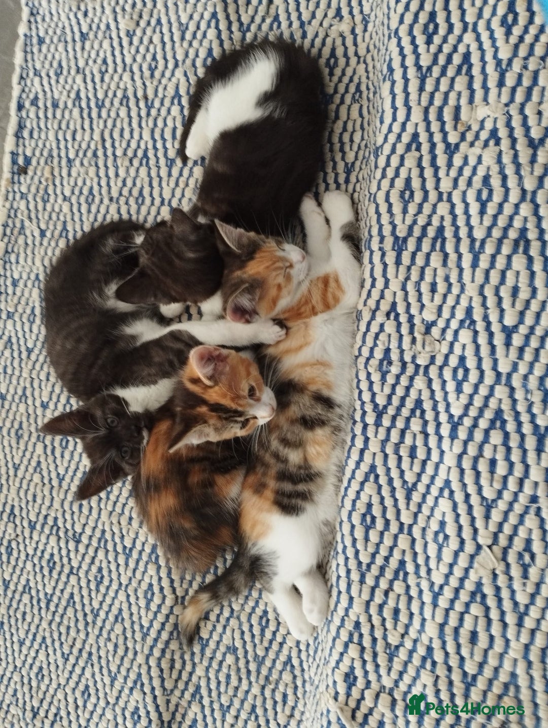 Maine Coon cats for sale: 😽 Cuddly Maine coon kittens 😽 in Preston - Image 39