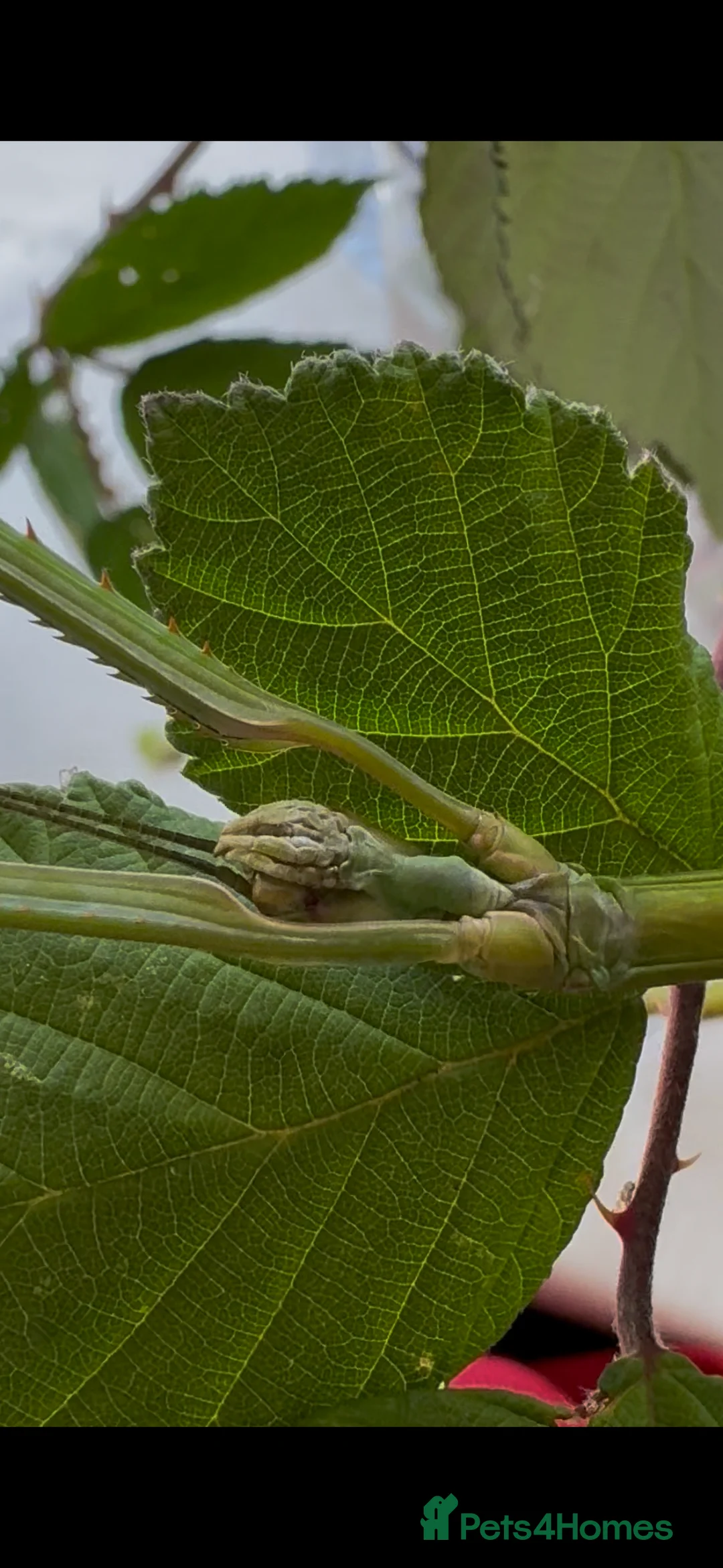 Stick Insects invertebrates for sale: Phryganistria heusii yentuensis EGGS in London - Advert 2