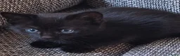 Mixed Breed cats for sale: Beautiful kittens 😻 - Advert 13