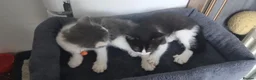 Mixed Breed cats for sale: 5 cuties looking for new forever homes - Advert 22