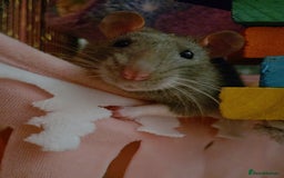 Rat rodents for sale: 2 male rats - Advert 8