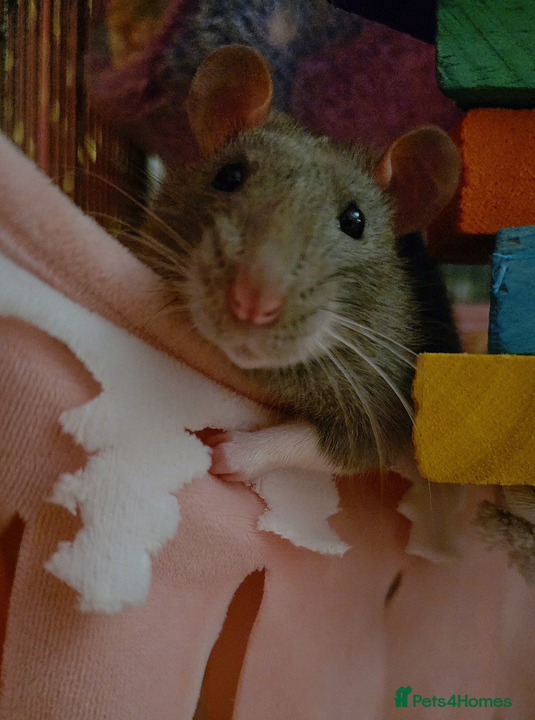 Rat rodents for sale: 2 male rats - Advert 8