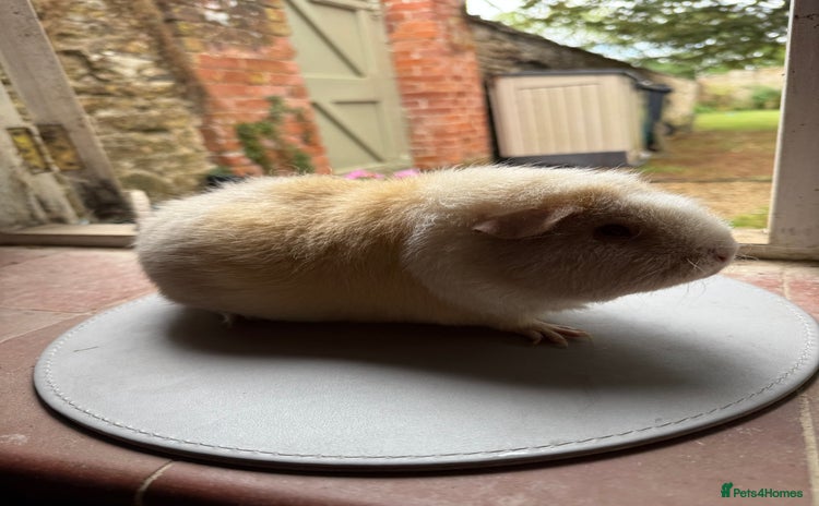 Guinea Pig rodents - Advert 2
