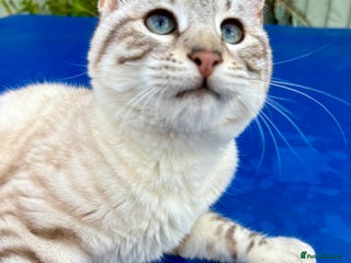 Keetso cats - Advert 1