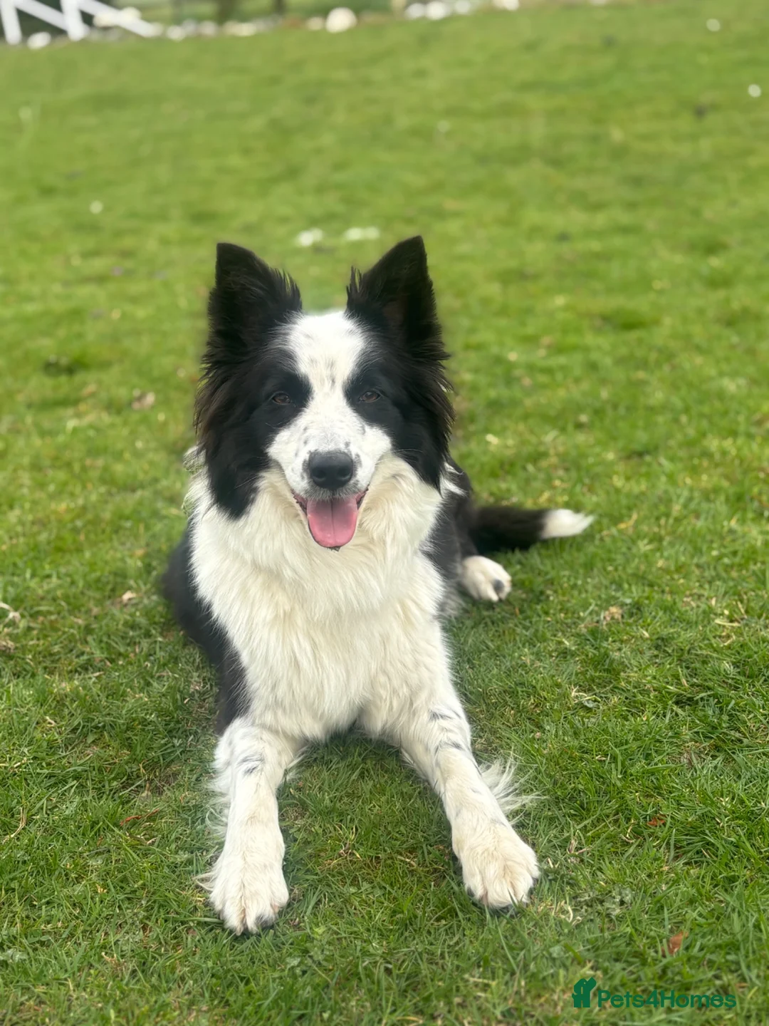 Border Collie dogs for sale: 5 beautiful, playful bordercollie puppies - Advert 12