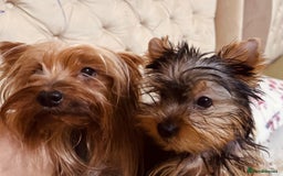 Yorkshire Terrier dogs for sale: Boy Yorkshire Terrier  - Image 13