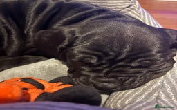 Cane Corso dogs for sale: 🐾‼️💕LAST GIRL💕‼️🐾 - Advert 12