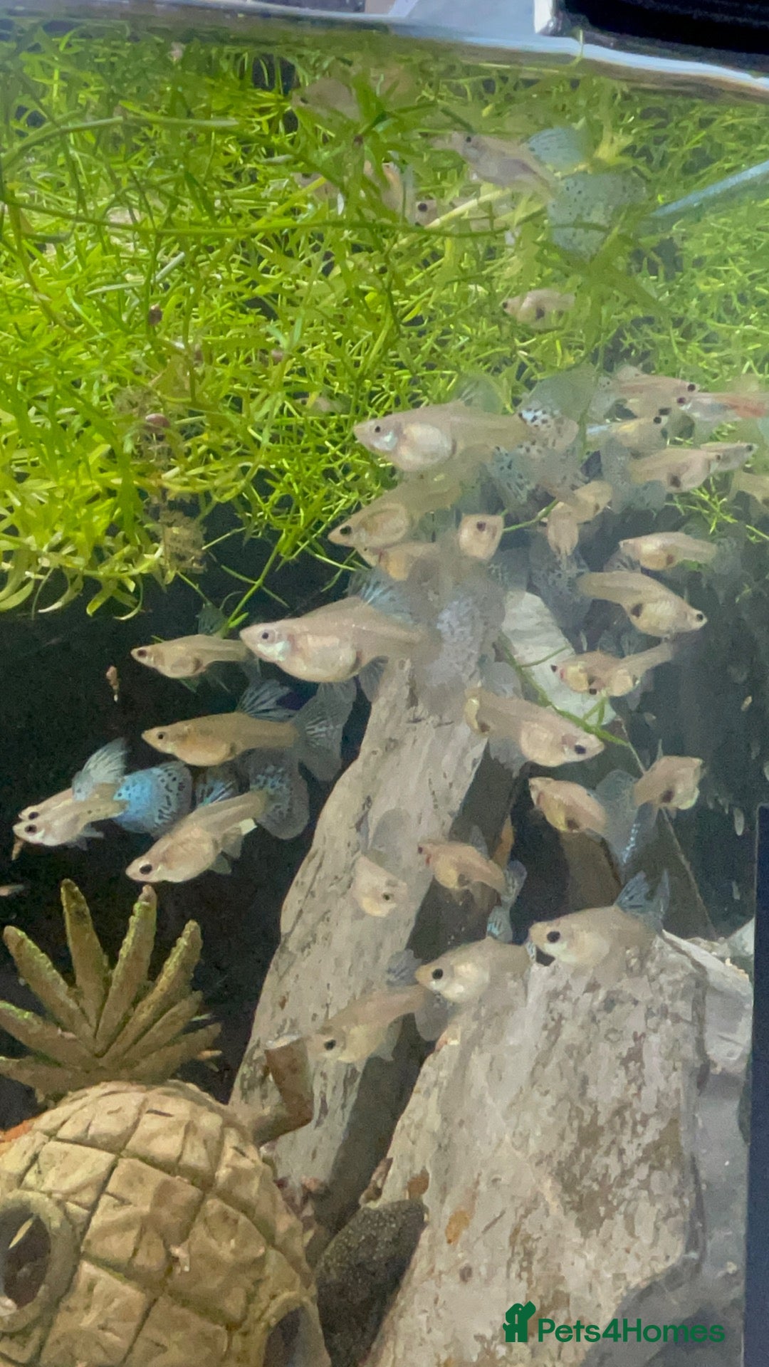 Other/Mixed Breed fish 🐟 HOME BRED FISH, SHRIMPS & SNAILS 🐌🐠🐟🦐 - Advert 2