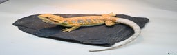 Bearded Dragon reptiles for sale: Hi Yellow/Orange & Blue bearded dragons - Advert 5