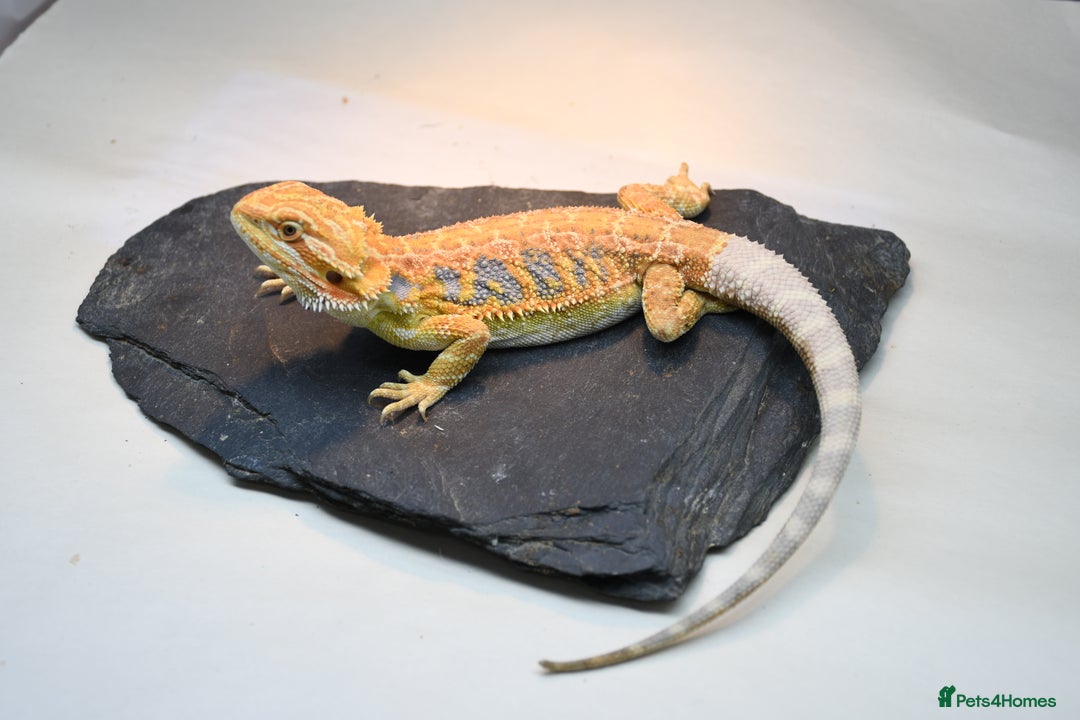 Bearded Dragon reptiles for sale: Hi Yellow/Orange & Blue bearded dragons - Advert 5