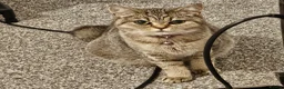 British Shorthair cats for sale: Active, gccf and tica registeted queen - Advert 13