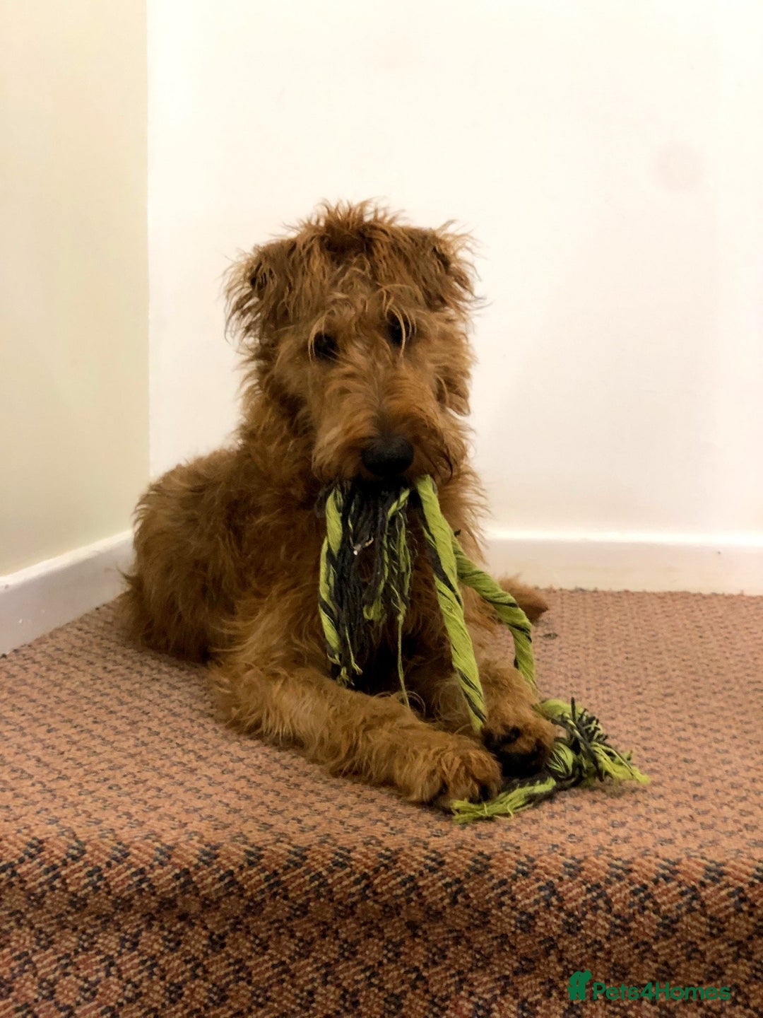 Irish Terrier dogs for sale: Irish Terrier pups expected early December  - Image 14