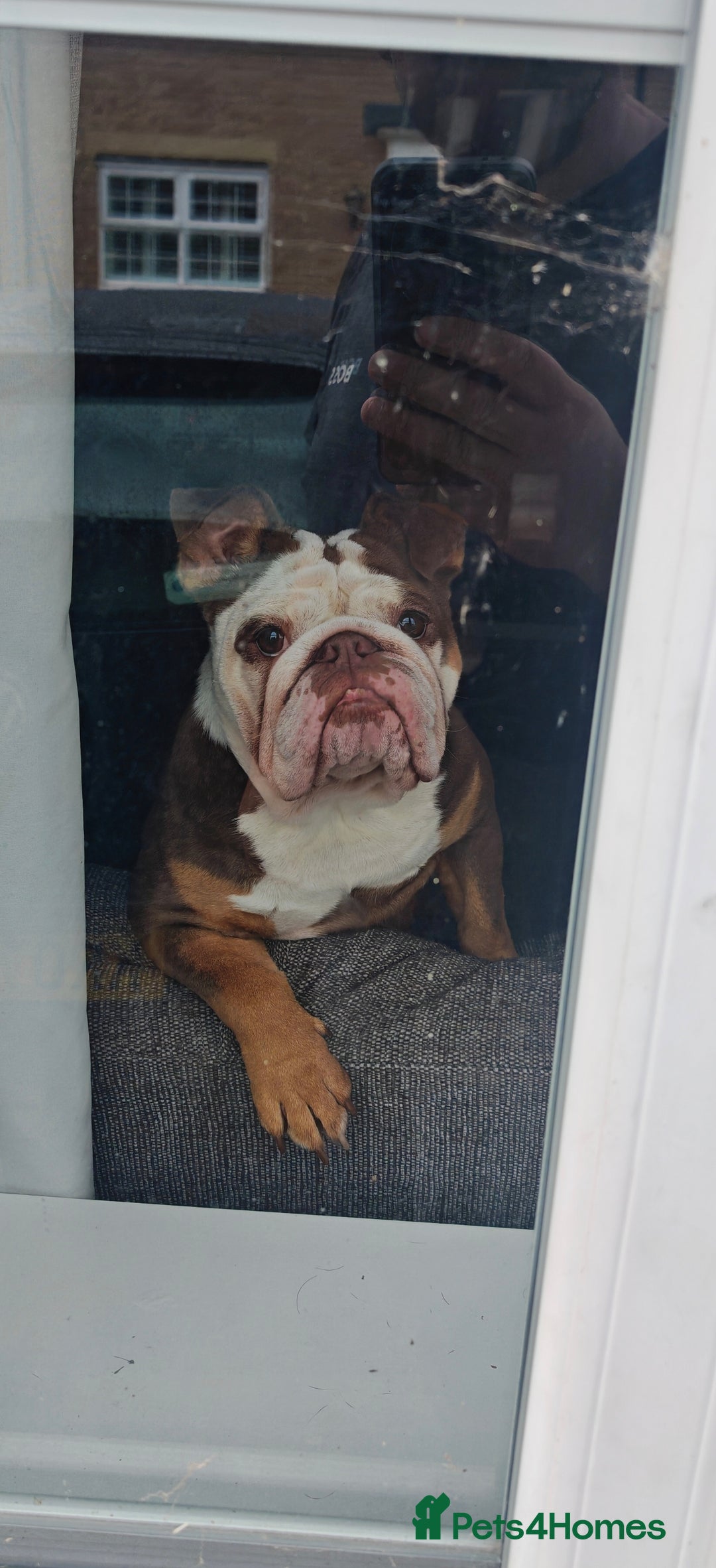 English Bulldog dogs for sale: Our little beauty  - Image 2