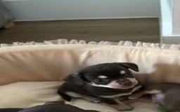 Chihuahua dogs for sale: Rare chocolate full pedigree chihuahuas🤎 - Image 7