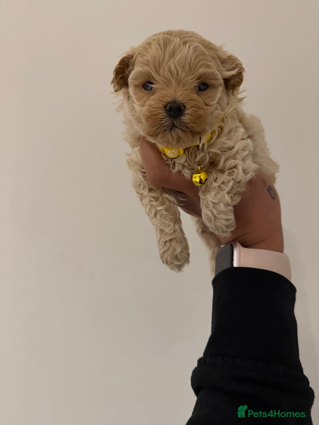 Maltipoo dogs for sale: Small Maltipoo puppy’s - Advert 7