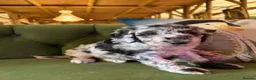 Sheepadoodle dogs for sale: Sheepadoodle Puppies Available  - Advert 39