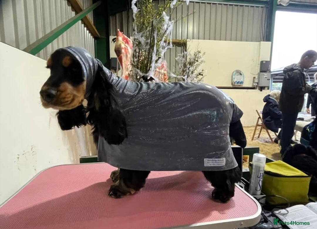 Cocker Spaniel dogs for sale: Ready 30th august import lines  - Image 39