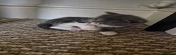 Mixed Breed cats for sale: 3 kittens - Advert 4