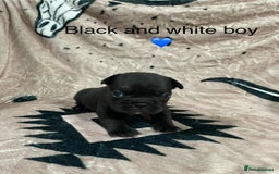 French Bulldog dogs for sale: French bulldog puppies - Image 4