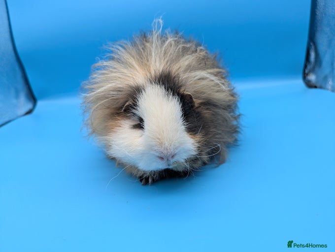 Gallery Image {{count}}