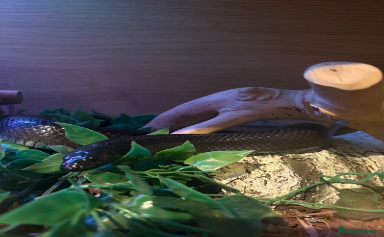 King Snake reptiles - Advert 1