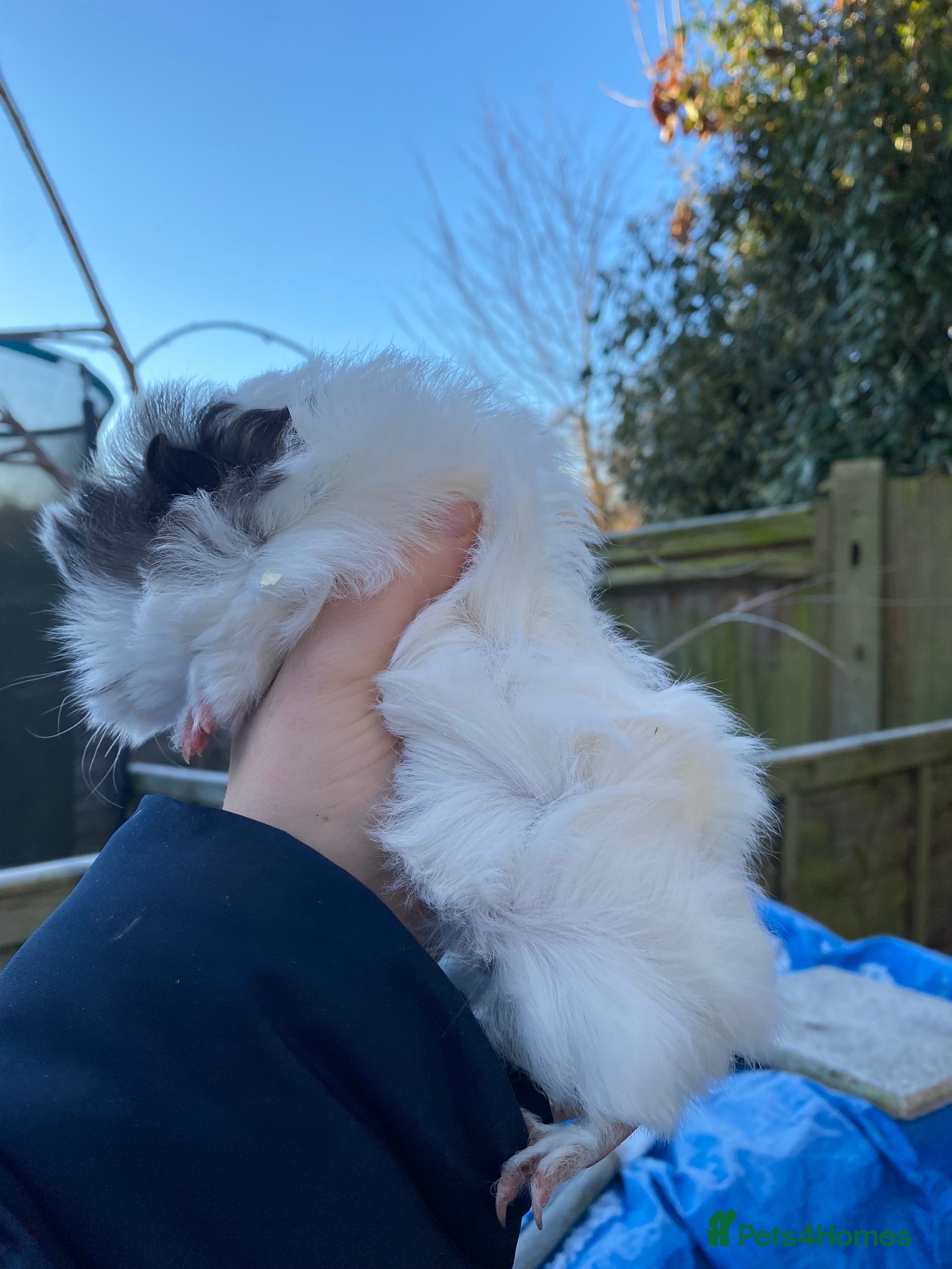 Guinea Pig rodents Last 1! Peruvian cross baby guinapigs long haired - Advert 6