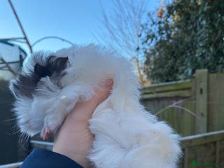 Guinea Pig rodents Last 1! Peruvian cross baby guinapigs long haired - Advert 6