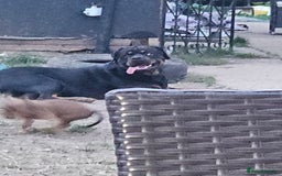 Mixed Breed dogs for sale: staffweiler - Image 2