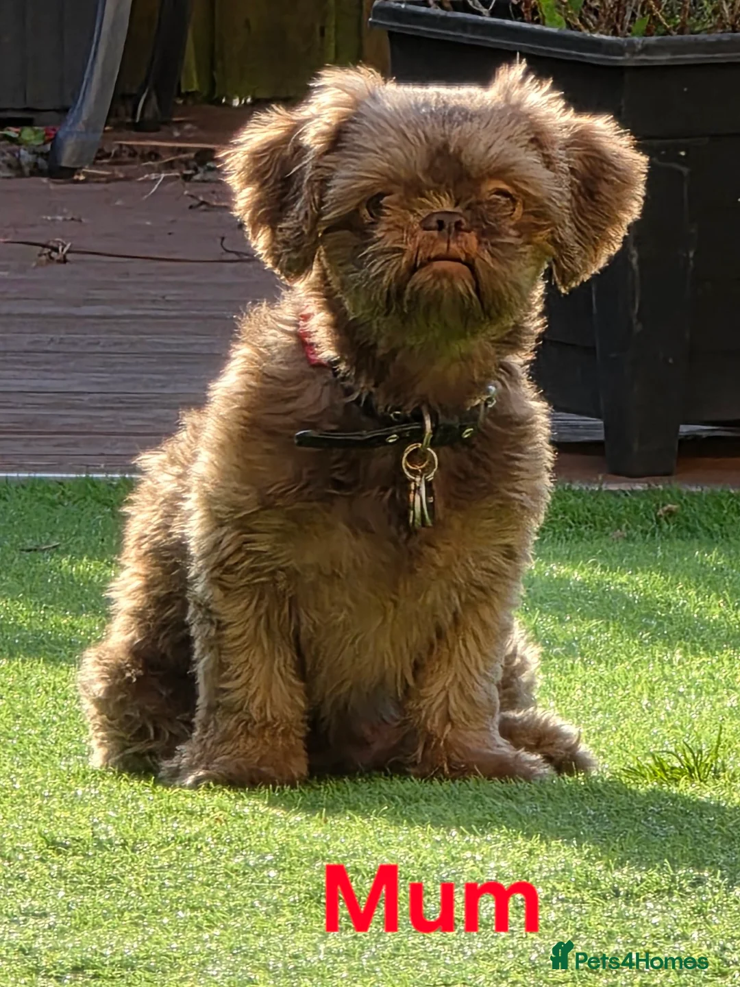 Shih Tzu dogs for sale: Imperial Chocolate Shih Tzu puppies in Glasgow - Advert 1