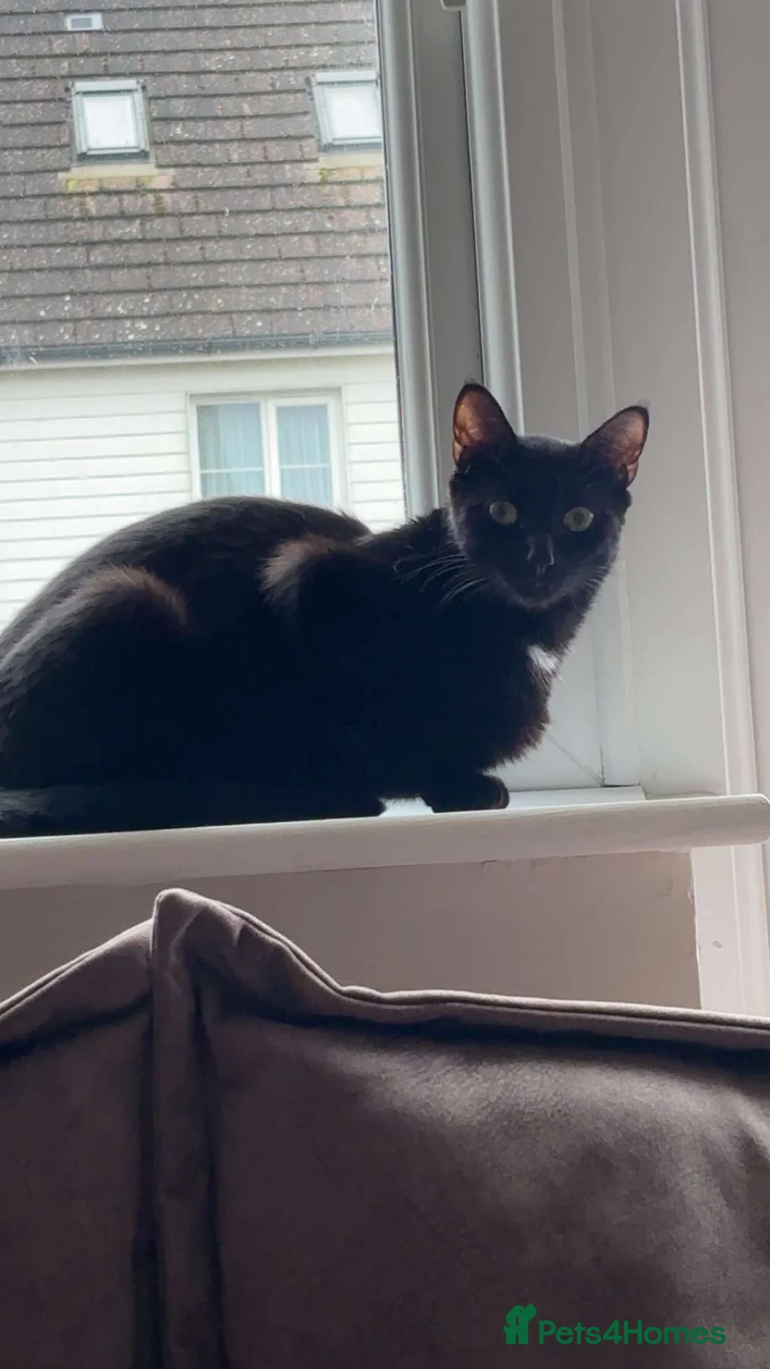 Mixed Breed cats for sale: Kittens ready for their forever home in Eastbourne - Advert 1