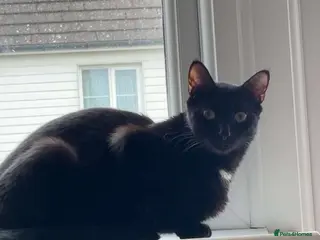 Mixed Breed cats Kittens ready for their forever home - Advert 1