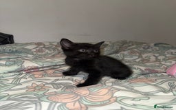 Domestic Shorthair cats for sale: Looking for my lovely forever home - Image 4